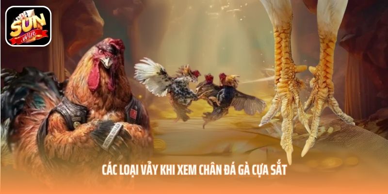 Các loại vảy khi xem chân đá gà cựa sắt Các loại vảy khi xem chân đá gà cựa sắt