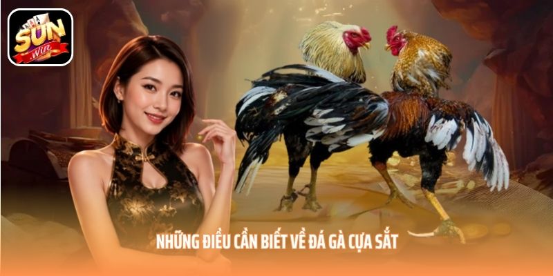 Những điều cần biết về đá gà cựa sắt Những điều cần biết về đá gà cựa sắt